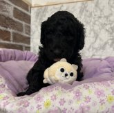 スタンダードプードル