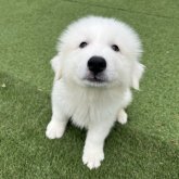 グレートピレニーズ