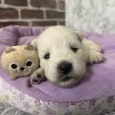サモエド