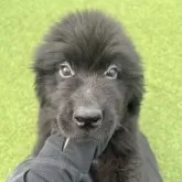 ニューファンドランド
