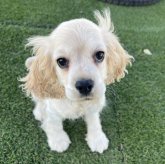 アメリカンコッカースパニエル