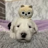 オールドイングリッシュシープドッグ【愛知県・男の子・2025年11月8日・グレー&ホワイト】の写真2