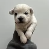 ミックス(ペキニーズ×ビションフリーゼ)【愛知県・男の子・2025年10月11日・ホワイト】の写真2