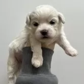 ミックス(ペキニーズ×ビションフリーゼ)【愛知県・男の子・2025年10月11日・ホワイト】の写真2