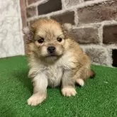 ポメラニアン【愛知県・女の子・2025年10月27日・オレンジ】の写真2