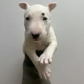 ミニチュアブルテリア【愛知県・女の子・2026年2月4日・ホワイト&ブラック】の写真2