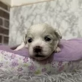 ミックス(ペキニーズ×ビションフリーゼ)【愛知県・男の子・2025年10月11日・ホワイト】の写真3