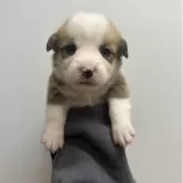 ウェルシュ・コーギー・ペンブローク【愛知県・男の子・2025年10月11日・レッド&ホワイト】の写真3