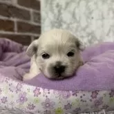 ミックス(ペキニーズ×ビションフリーゼ)【愛知県・男の子・2025年10月11日・ホワイト】の写真3