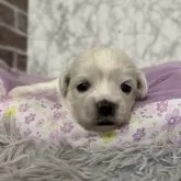 ミックス(ペキニーズ×ビションフリーゼ)【愛知県・男の子・2025年10月11日・ホワイト】の写真4