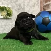 パグ【愛知県・女の子・2025年3月1日・ブラック】の写真4