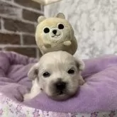 ミックス(ペキニーズ×ビションフリーゼ)【愛知県・男の子・2025年10月11日・ホワイト】の写真4