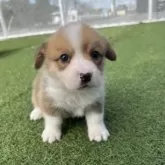 ウェルシュ・コーギー・ペンブローク【愛知県・女の子・2025年10月11日・レッド&ホワイト】の写真4