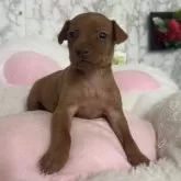 ミニチュアピンシャー【愛知県・女の子・2024年11月16日・レッド】の写真4