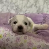 ミックス(ペキニーズ×ビションフリーゼ)【愛知県・男の子・2025年10月11日・ホワイト】の写真5