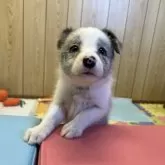 ボーダーコリー【愛知県・女の子・2025年6月14日・ブルーマール】の写真5