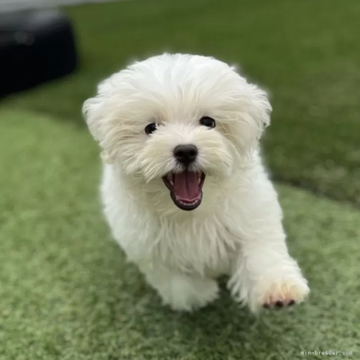 ID：2408-05813の子犬