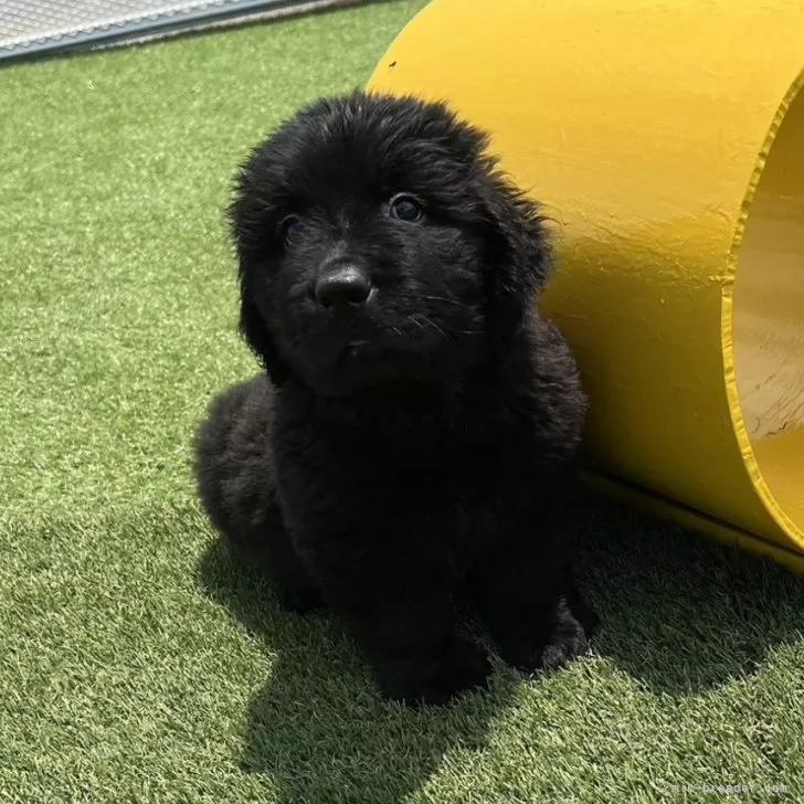 ID:2407-01704の子犬