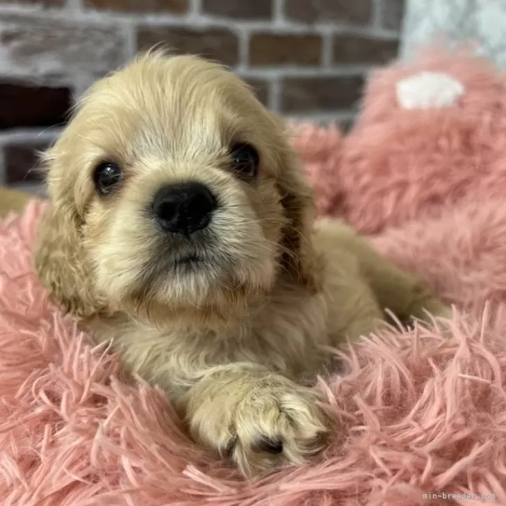 ID:2407-03060の子犬