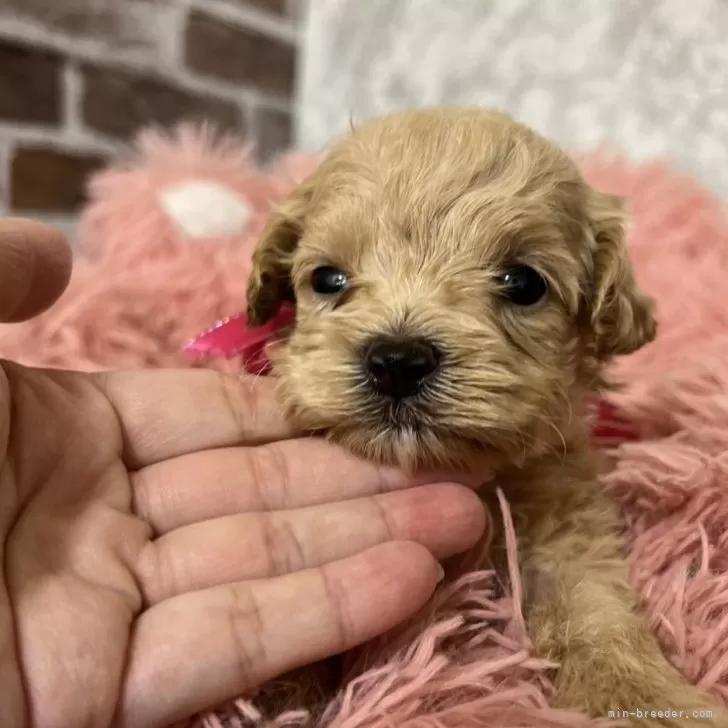 ID：2407-06832の子犬