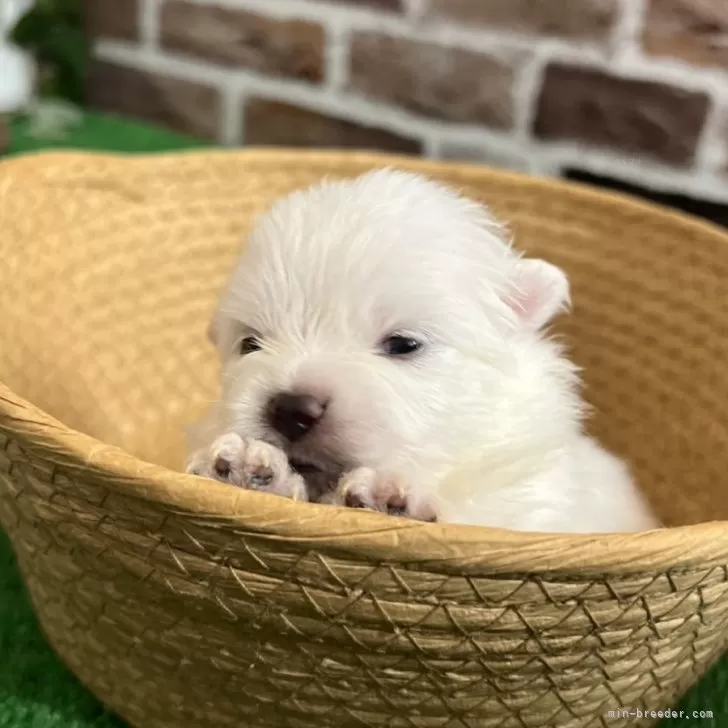 ID:2407-05275の子犬