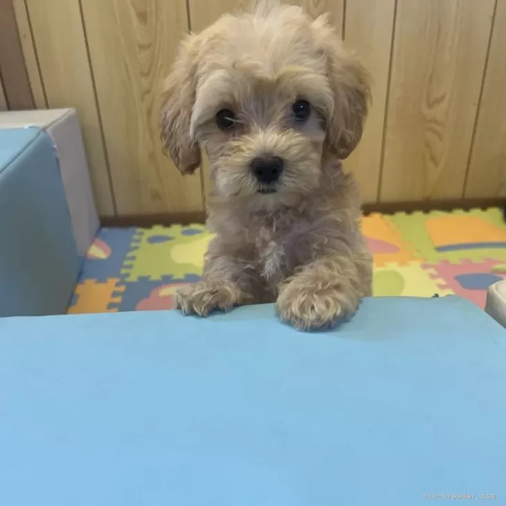 ID:2408-06615の子犬