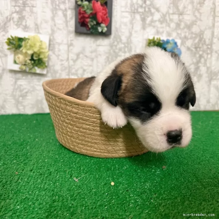 ID:2404-01317の子犬