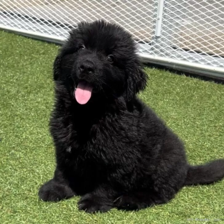ID:2407-00498の子犬