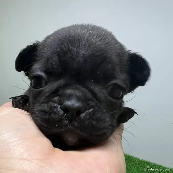 ID:2402-06160の子犬