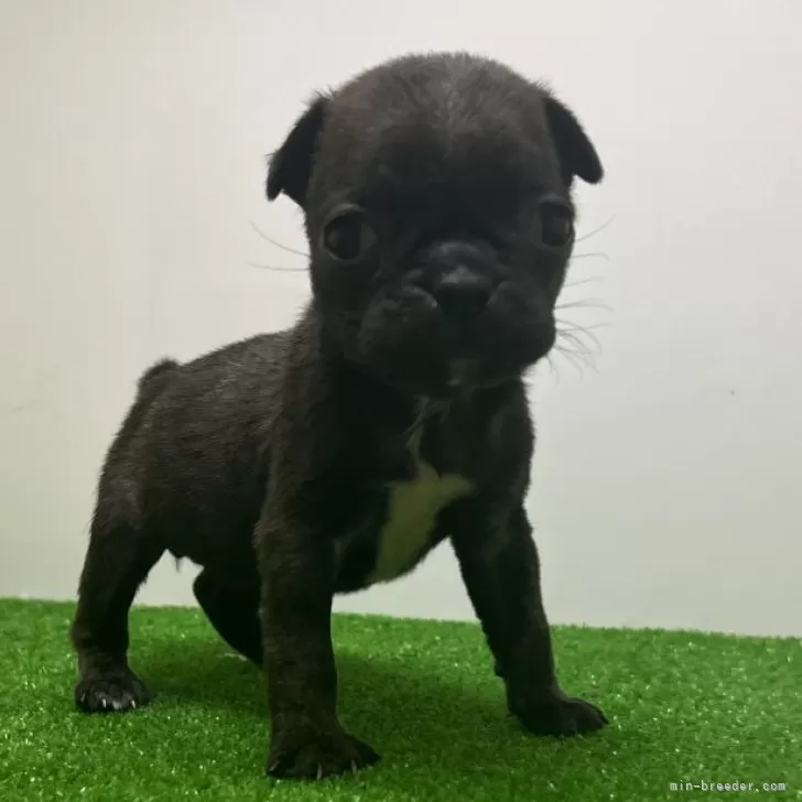 ID:2402-06159の子犬