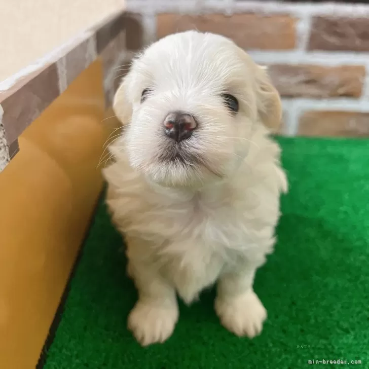 ID：2404-03326の子犬