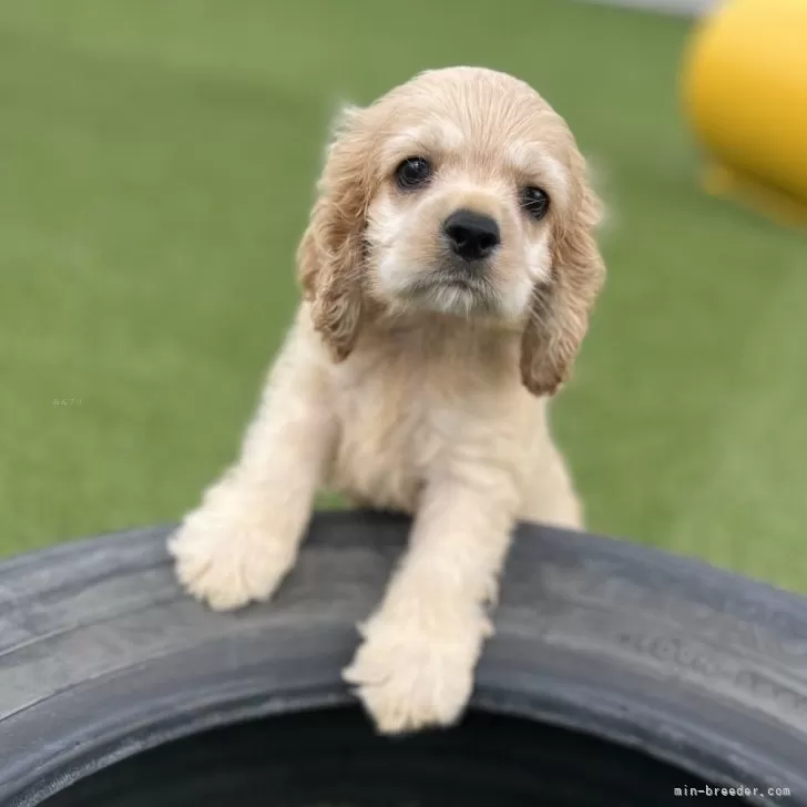 ID:2408-01678の子犬