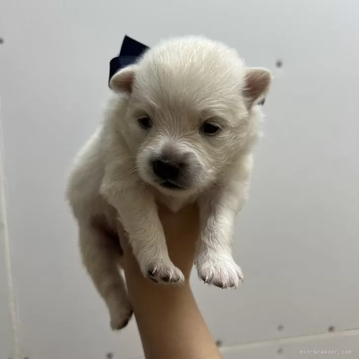 ID：2407-06554の子犬