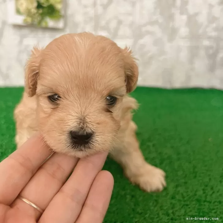 ID：2404-04824の子犬