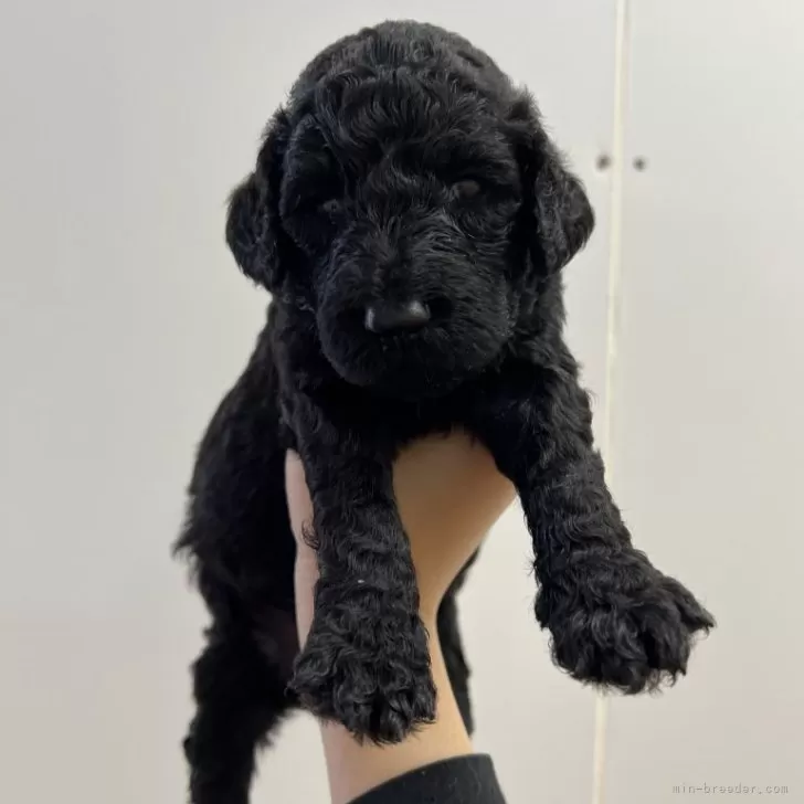 ID：2410-04822の子犬