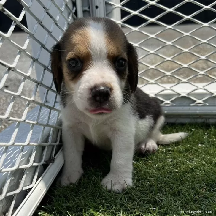 ID:2407-01319の子犬