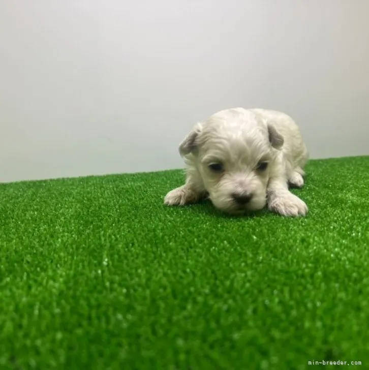 ID：2304-04659の子犬