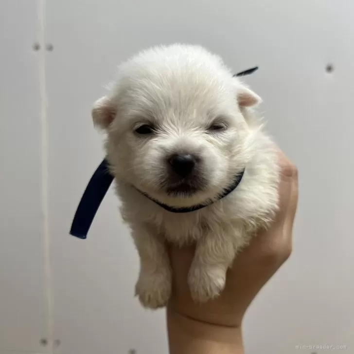 ID:2407-05273の子犬