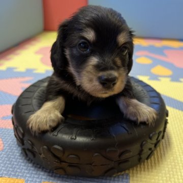 ミニチュアダックスフンド(ロング)【愛知県・女の子・2024年7月13日・ブラックタン】の写真「可愛い子です」