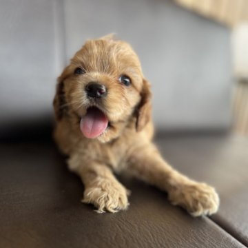 アメリカンコッカースパニエル【愛知県・女の子・2024年7月7日・バフ】の写真「笑顔がかわいい女の子」