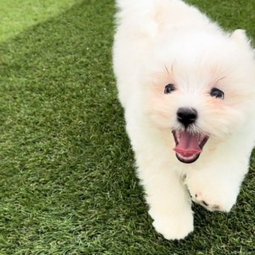 マルチーズ【愛知県・男の子・2024年5月3日・ホワイト】の写真「可愛いです！」
