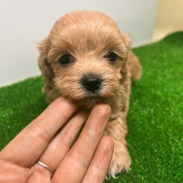 マルプー(マルチーズ×トイプードル)【愛知県・女の子・2023年10月1日・アプリコット】の写真「小柄女の子」