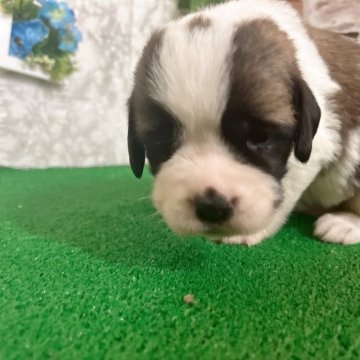 セントバーナード【愛知県・女の子・2024年3月15日・ブラン&ホワイト】の写真「可愛いんです🩷」