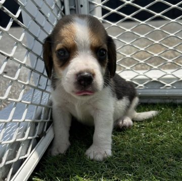 ビーグル【愛知県・男の子・2024年6月15日・ブラックタン&ホワイト】の写真「すくすく成長中！」