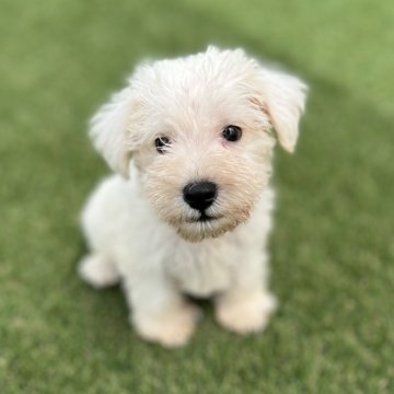 ミニチュアシュナウザー【愛知県・男の子・2024年6月27日・ホワイト】の写真「可愛い子犬」