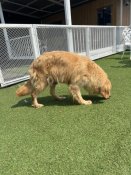 ゴールデンレトリバー【・女の子・2023年4月8日・ゴールド】