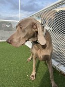 ワイマラナー【・女の子・2022年4月13日・グレー】