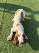 バセットハウンド【・女の子・2023年6月19日・レモン&ホワイト】