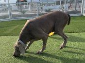 ワイマラナー【・女の子・2022年4月13日・グレー】