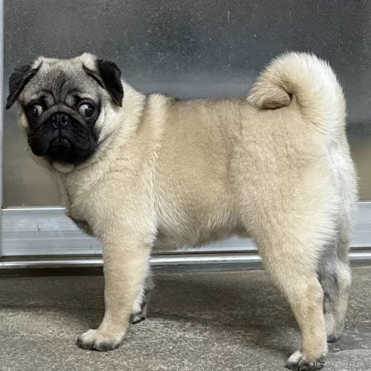 ID：2410-06161の子犬